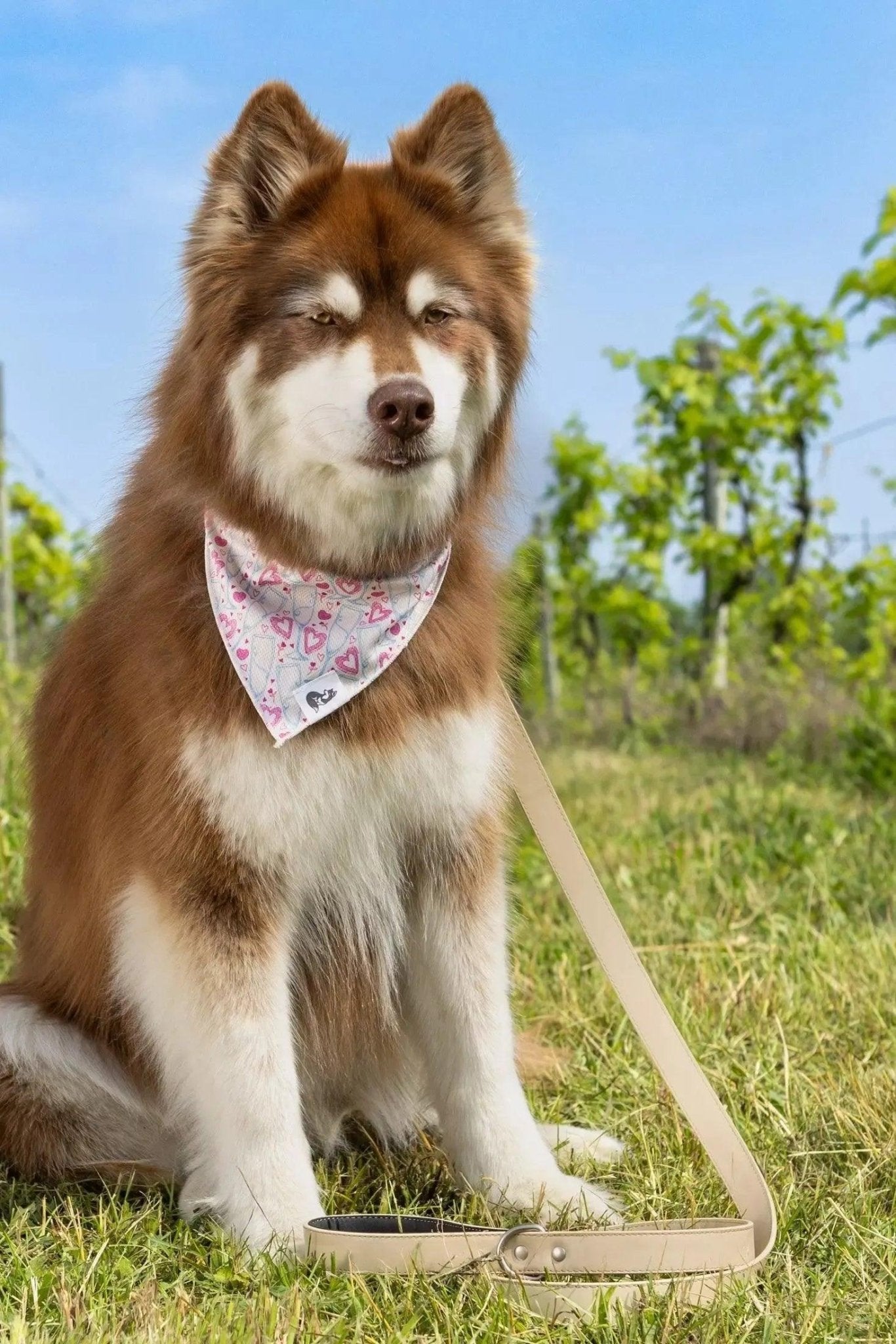 Cheers to Love Dog Bandana - DraftFuel Sports