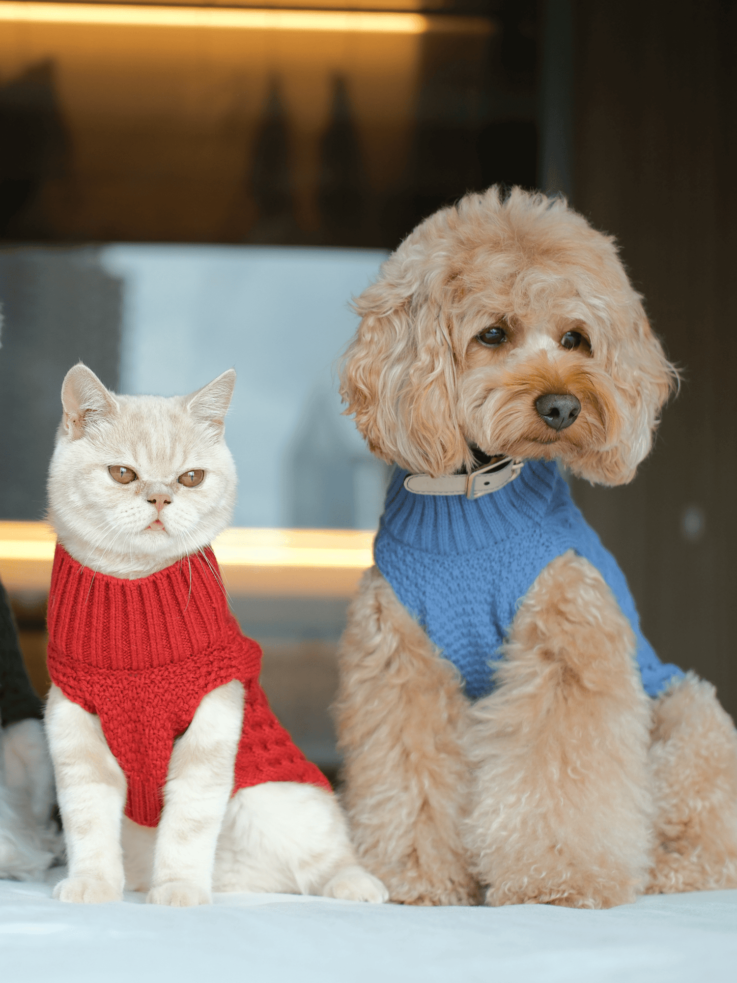 Pets - DraftFuel Sports