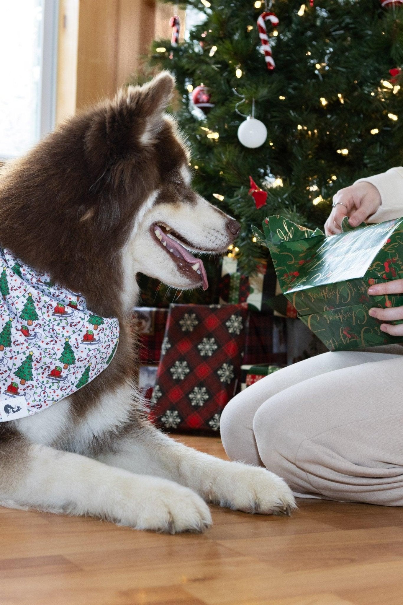 Howliday Cheer Dog Bandana - DraftFuel Sports