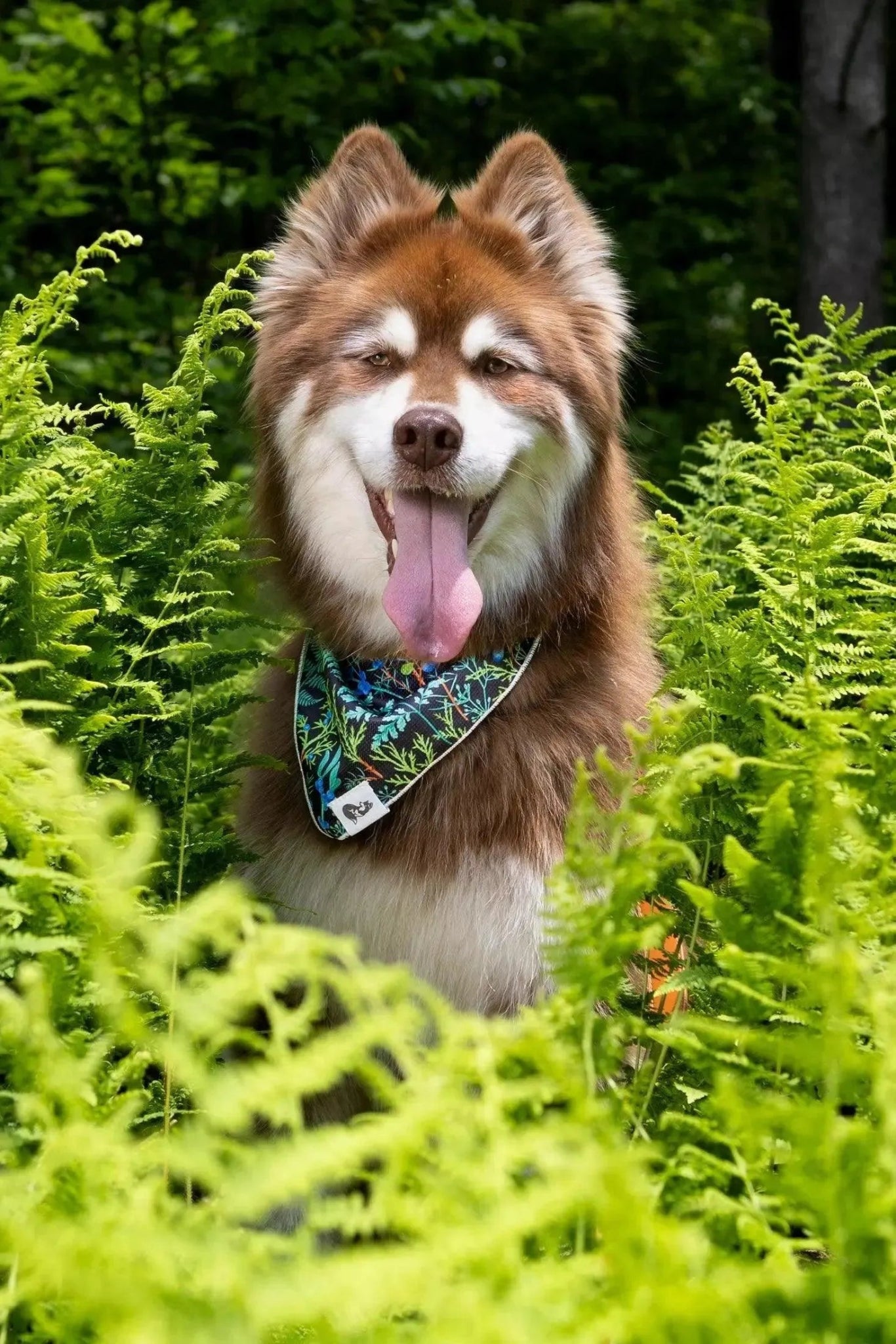 Magical Fern Forest Dog Bandana & Matching Keychain - DraftFuel Sports