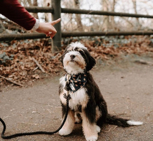 ROPE LEASH - NOIR - DraftFuel Sports