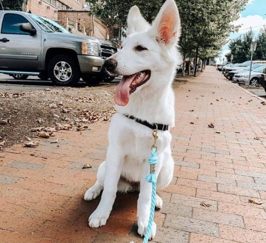 ROPE LEASH - PASTEL RAINBOW - DraftFuel Sports