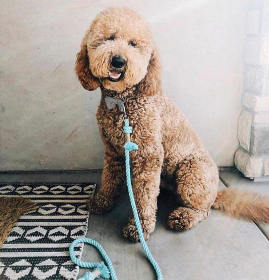 ROPE LEASH - UNICORN - DraftFuel Sports